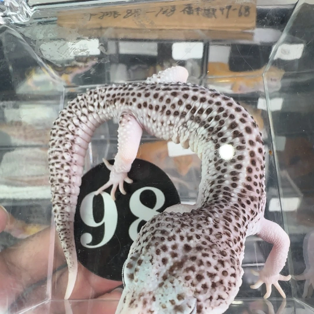 豹纹守宫银河成体妹妹