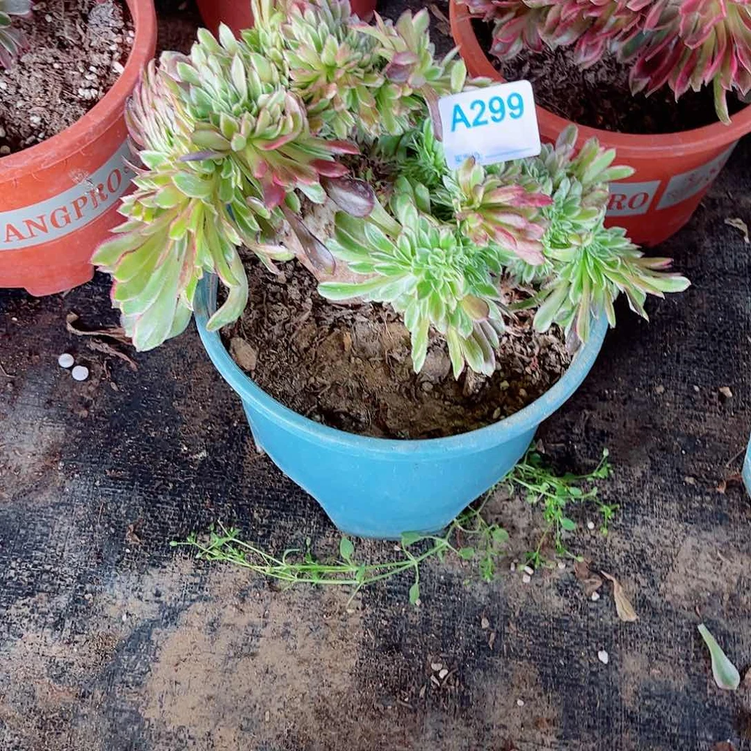 多肉植物299多肉