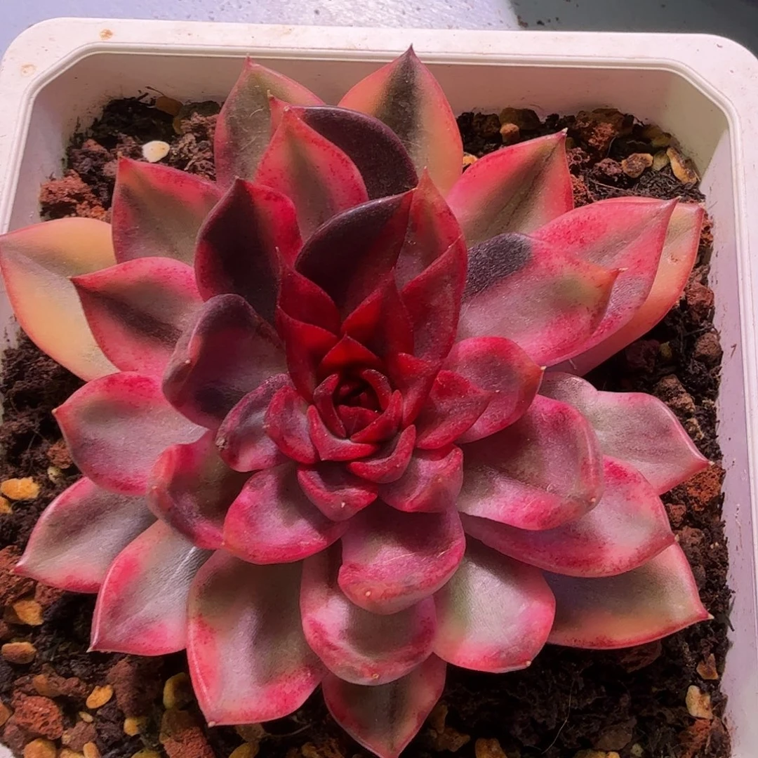 火焰山锦，多肉植物