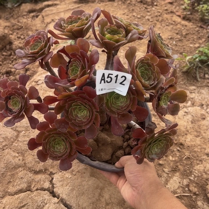 黑萝莉多肉植物512.