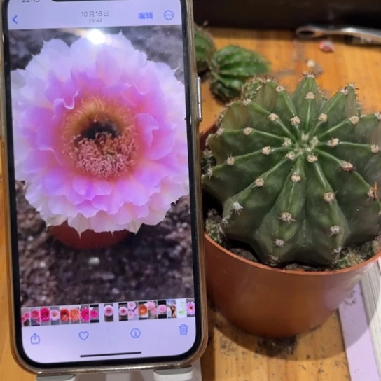 露露粉棠6-7公分左右