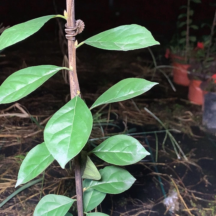 完全开放红灯32.8