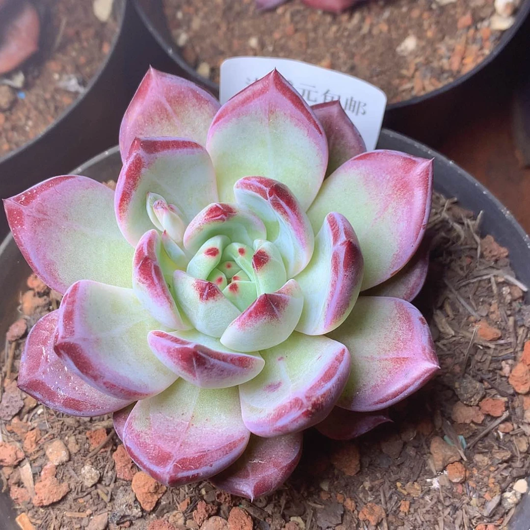 【闪购商品】云91号夜魔侠