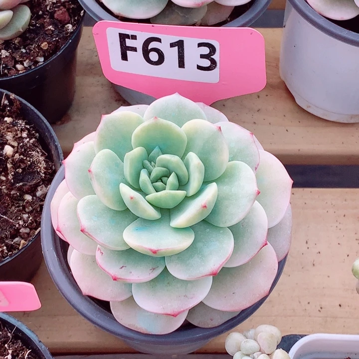 香草锦多肉植物6cm