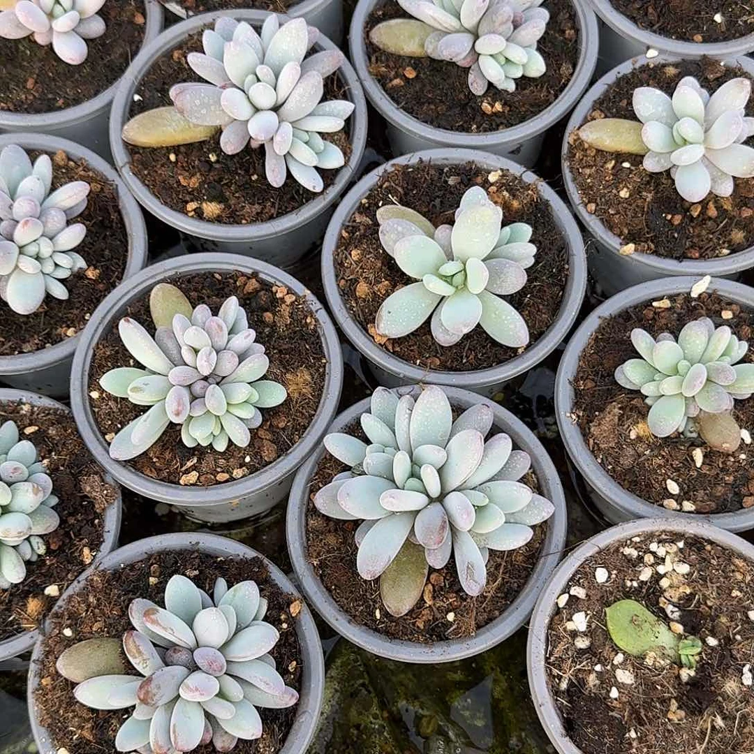 薇*?正版橙龙缀化