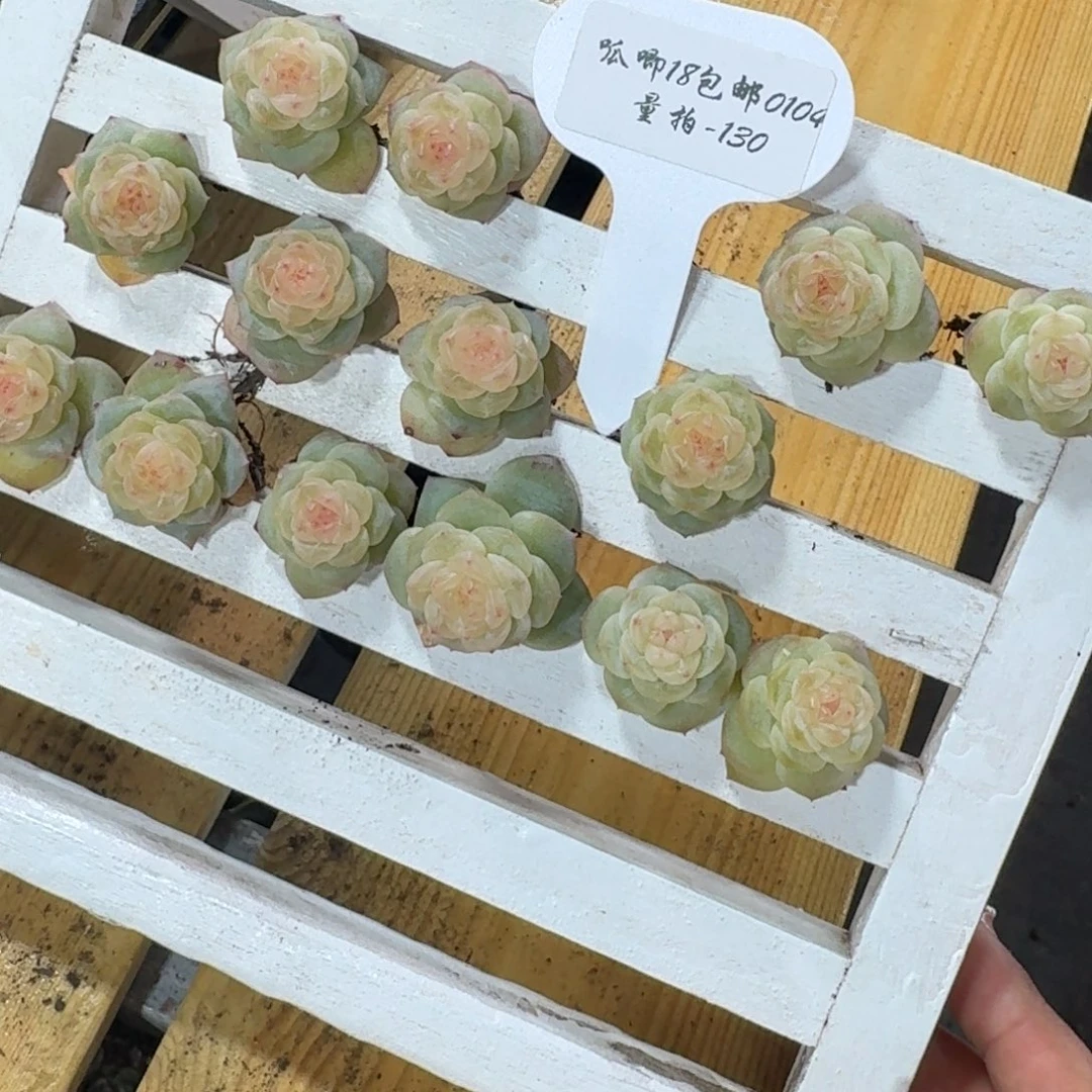 0104-130-老板一颗量拍