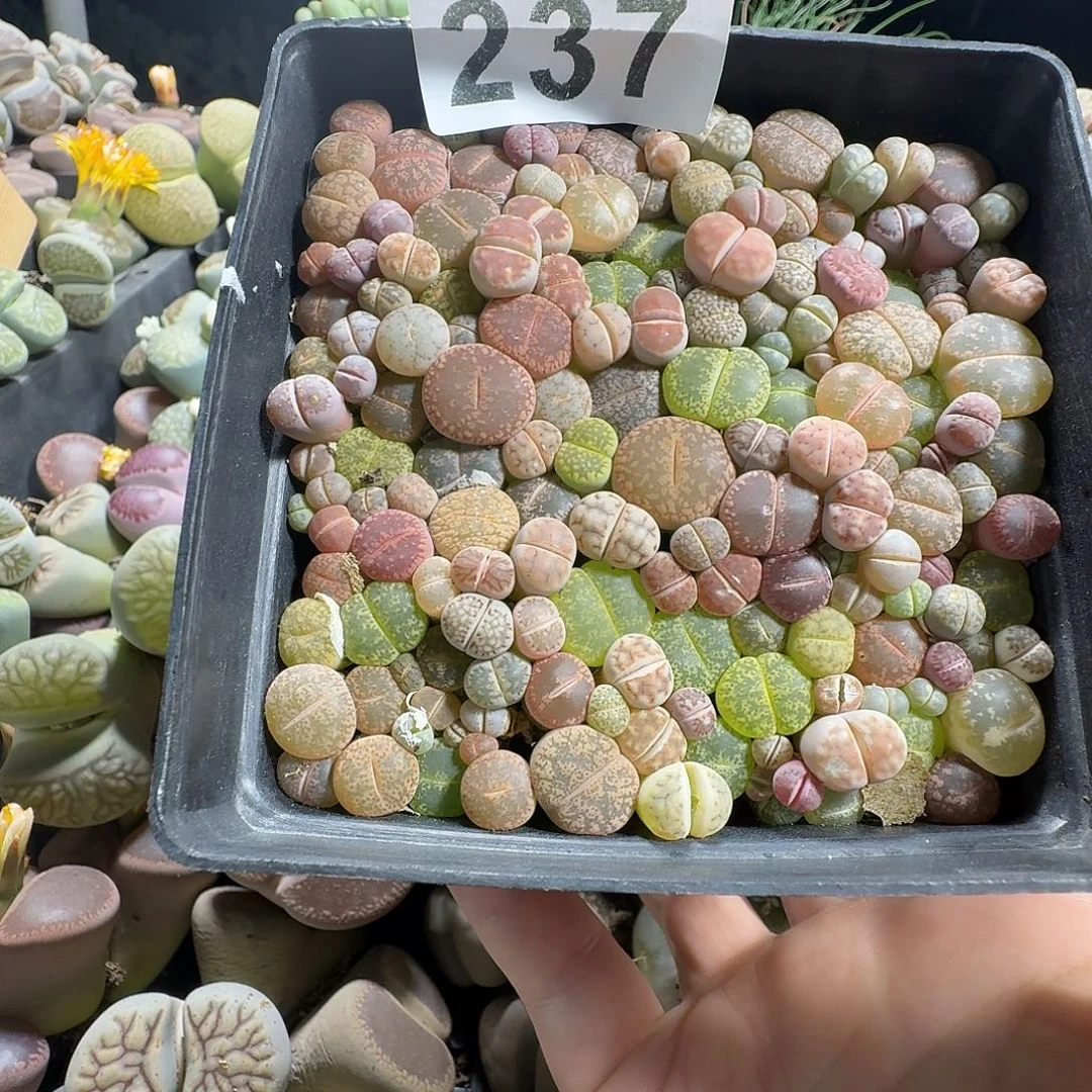 ****3生石花一物一拍10公分盆237