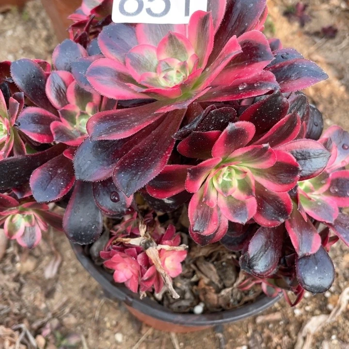 春**开651多肉植物美杜莎有砍