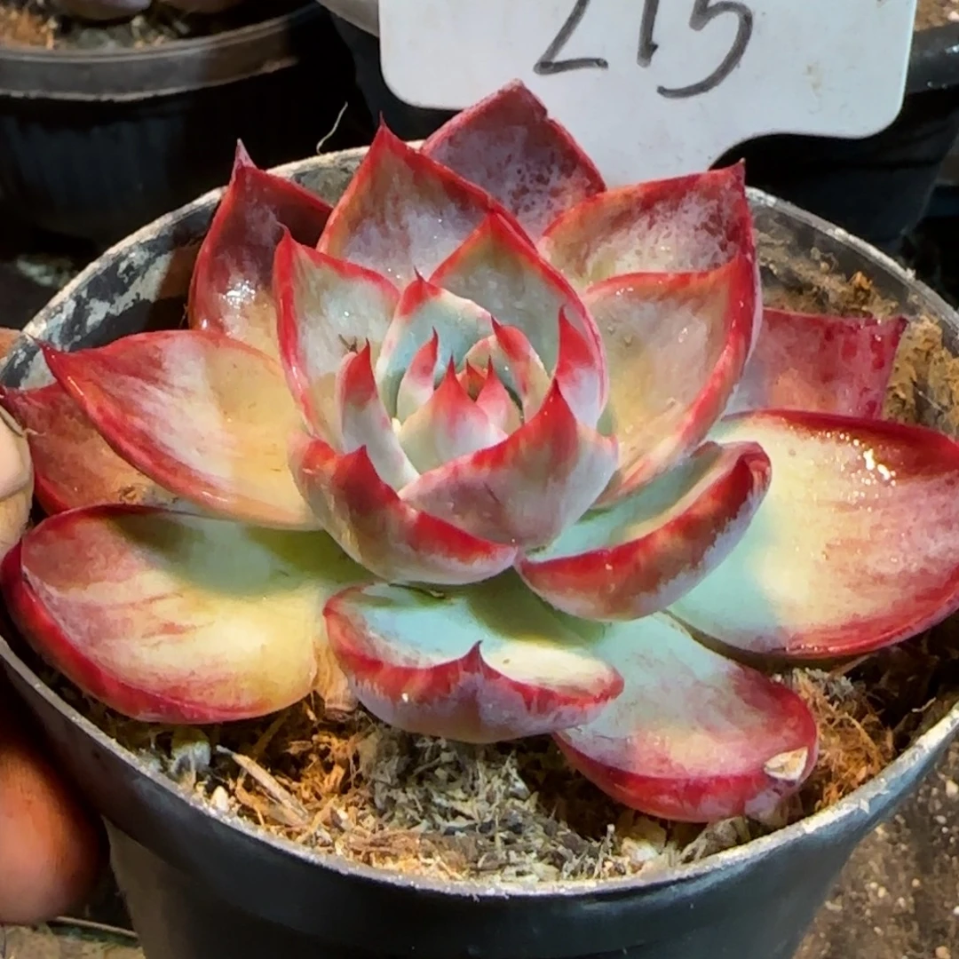 惊鸿一物一拍包装收缩花旱215