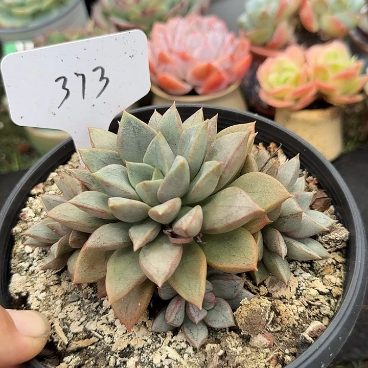 琅琊373一物一拍包装收缩花旱
