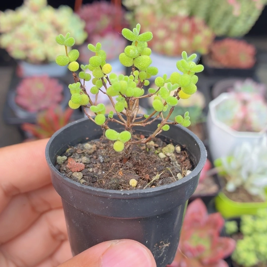 蜜橘糖球多肉9.9包邮发货