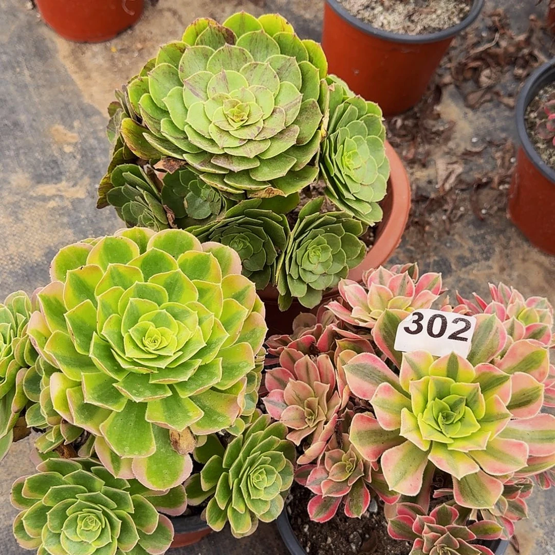 302三颗组合款福利价