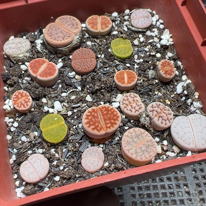 【闪购商品】 239。