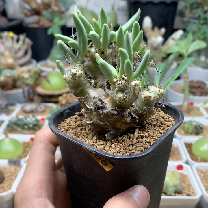 产地钢丝球万物想带盆