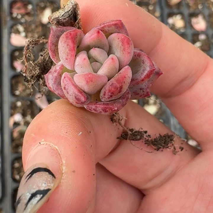 血斑冰月亮锦一物一拍126