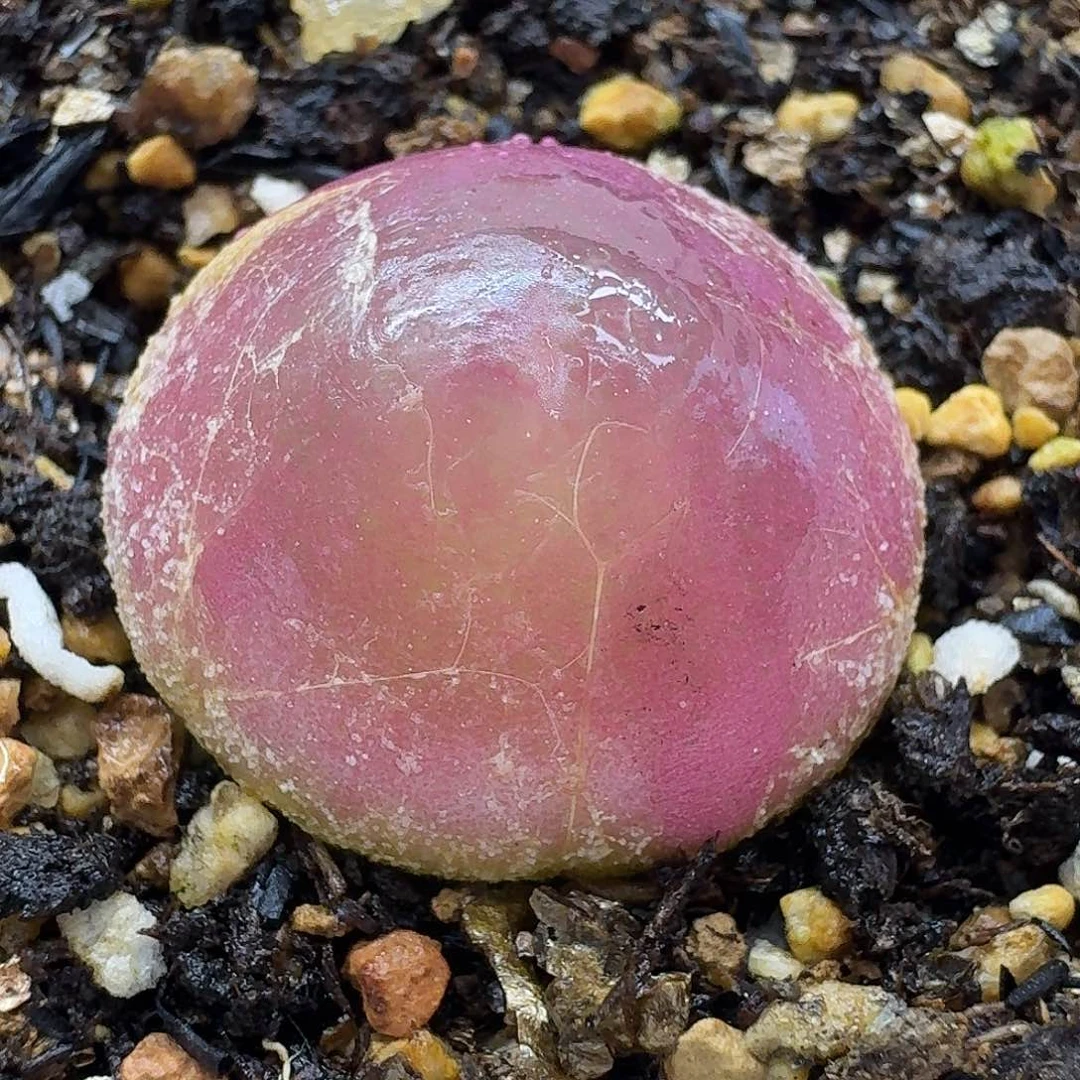 老马生石花灯泡2204