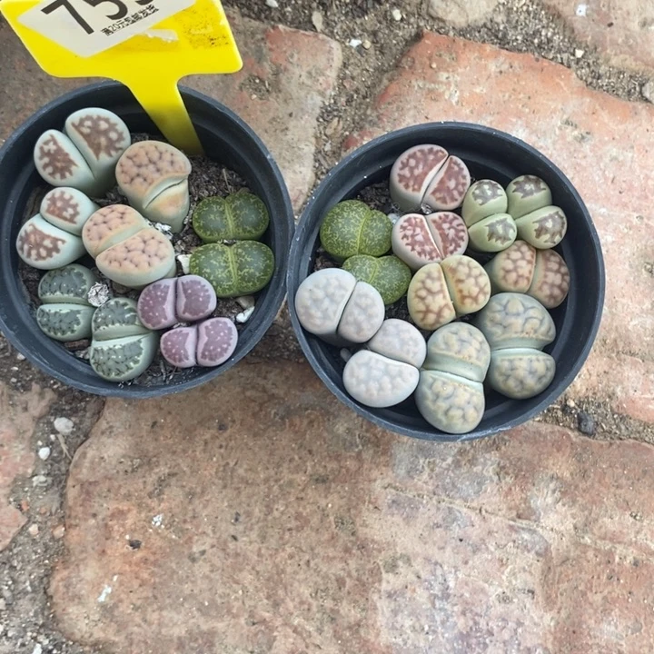 芒***丁生石花等植物的生长759