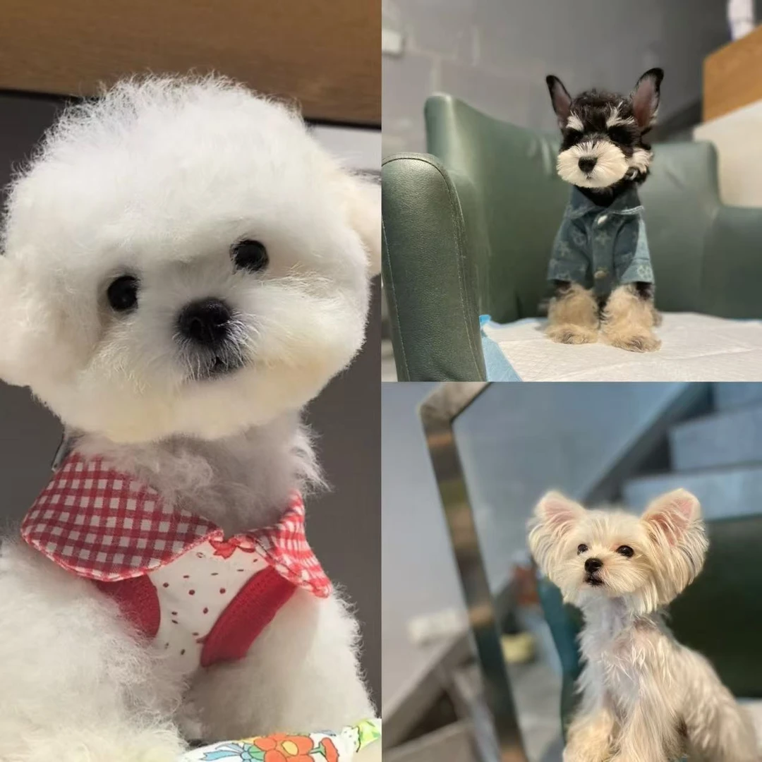 新（三亚宠艺小型犬）T狗狗活体