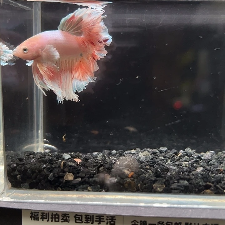 斗鱼竞拍跑单拉黑18日28