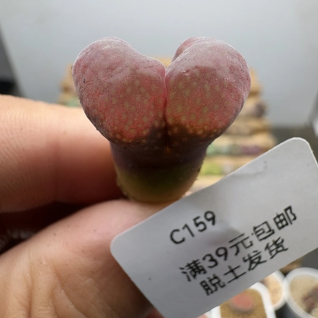 159多肉哈哈哈哈哈哈哈