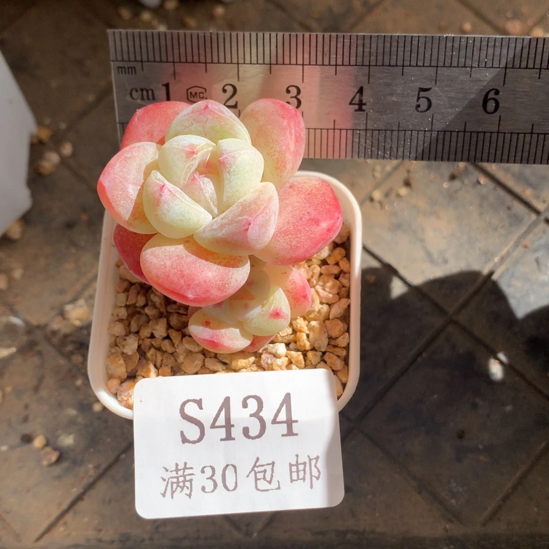 434。mini双头小腿冰玉。
