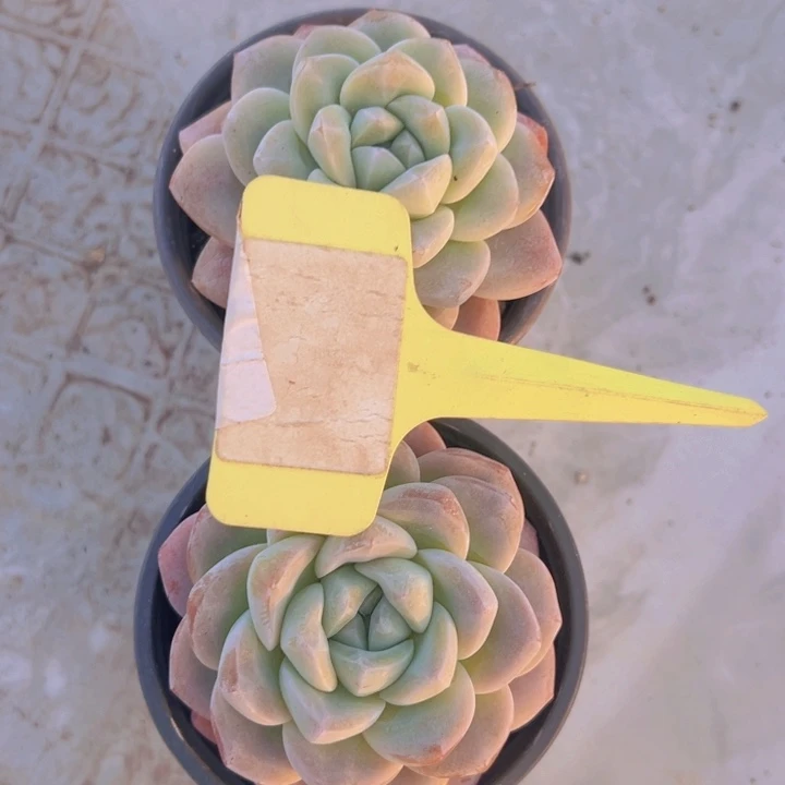 ?****?健健康康平平安安