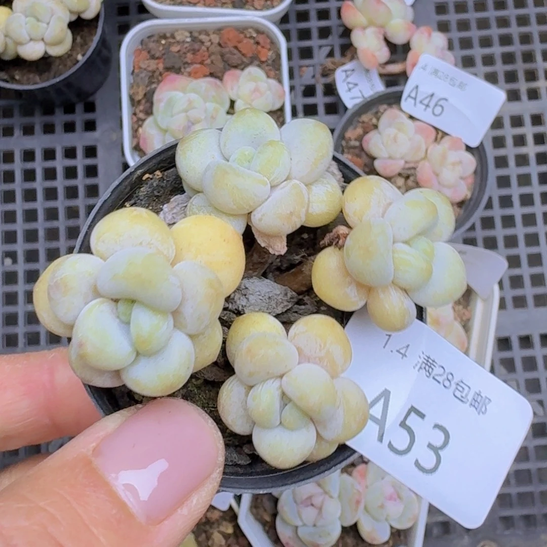泡泡糖4头一颗带盆发