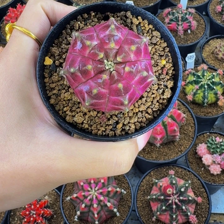 梦想轮回000000000000103