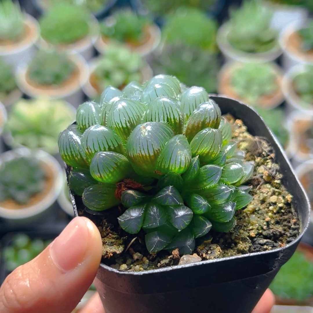 承***诺2340蓝镜玉露多肉多肉