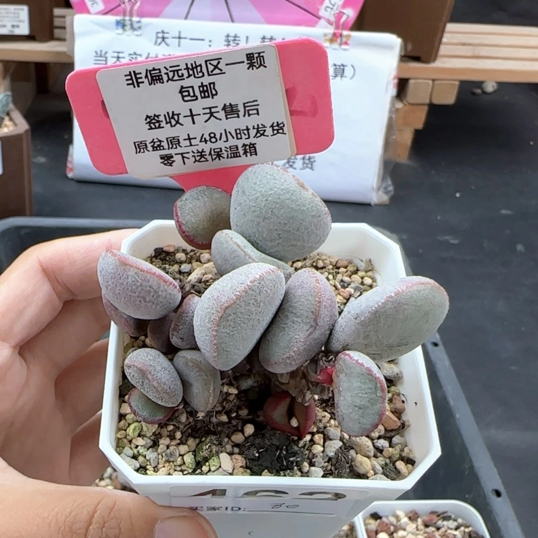 462白月光多肉植物