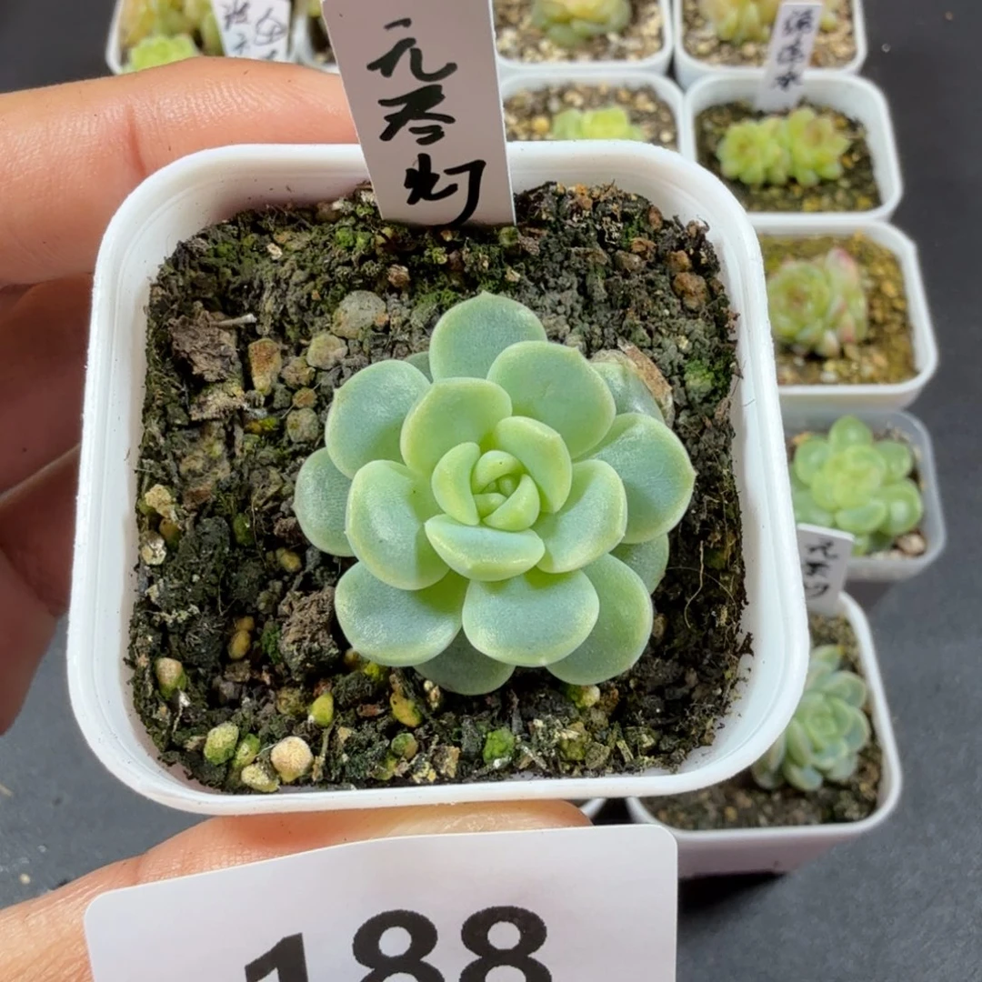 单头无尽灯一物一拍188