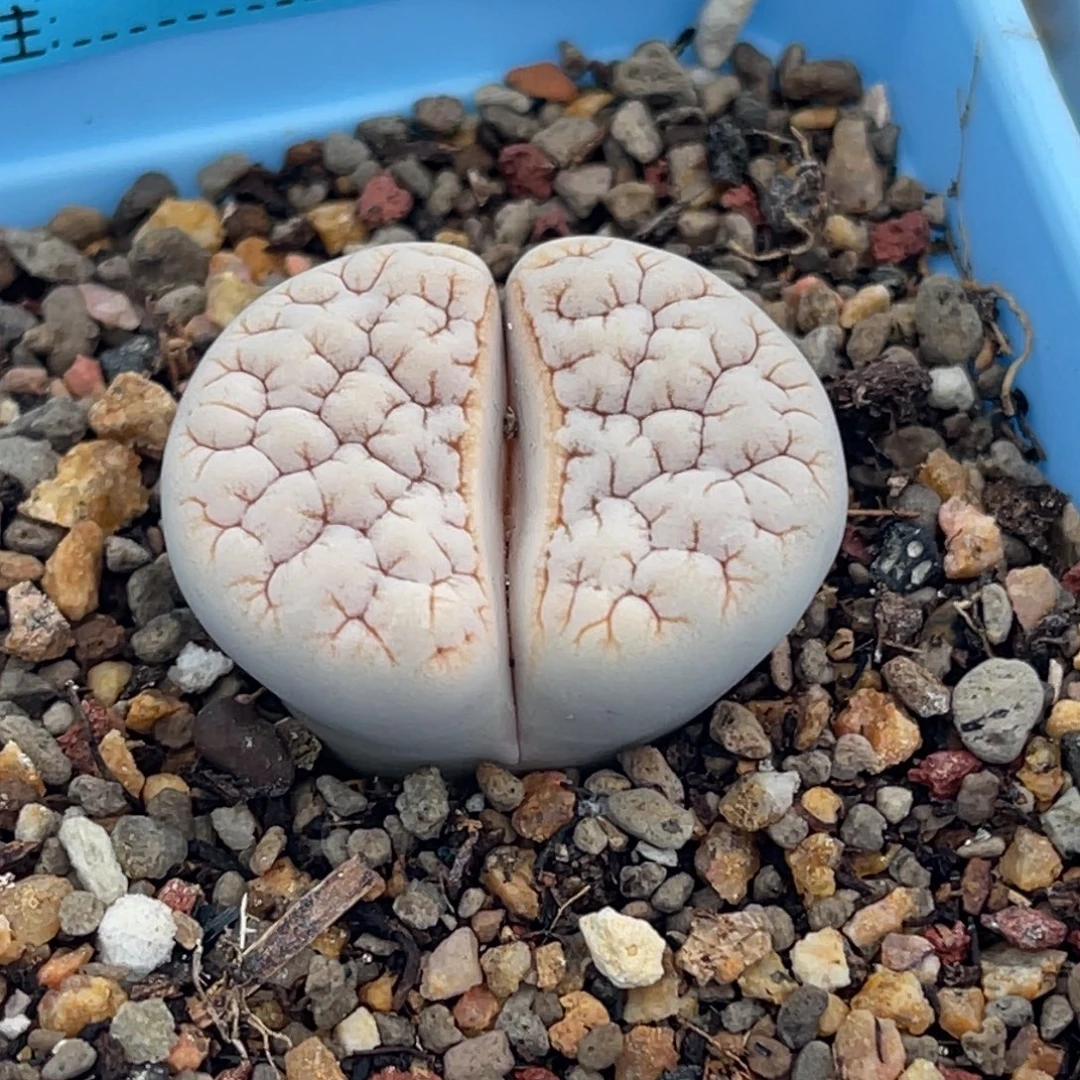 8947凹凸铁189一颗