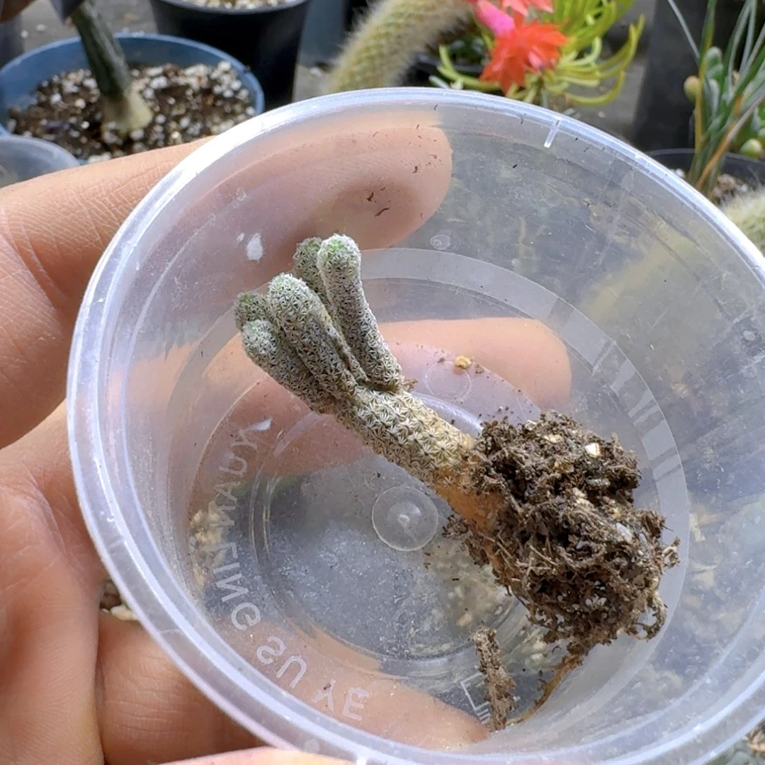 雪*?181minimus脱土发货