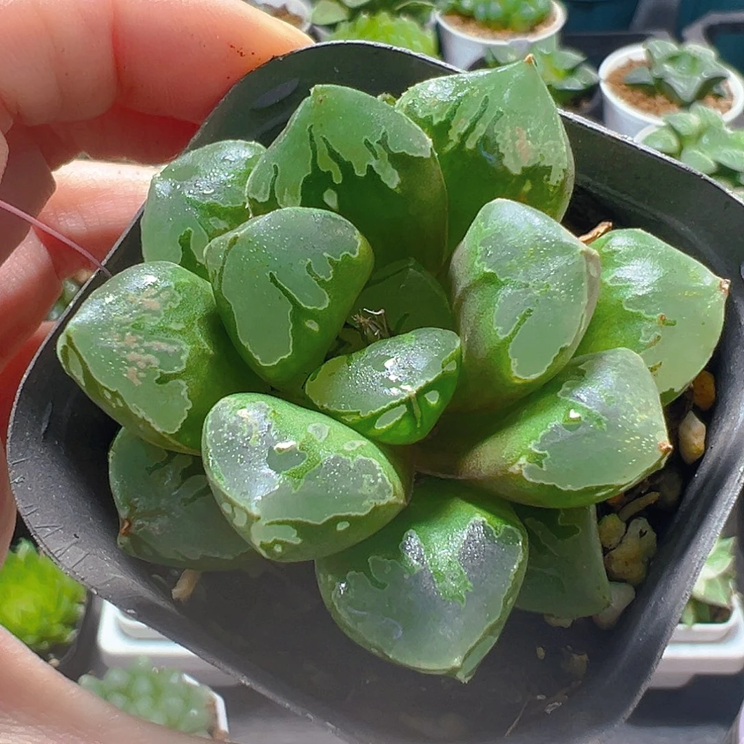 绿焰寿玉露多肉植物一颗