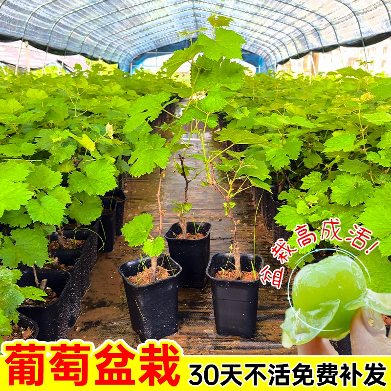 精品盆栽巨峰葡萄树苖阳光玫瑰盆栽庭院爬藤南方北方种植夏黑巨峰