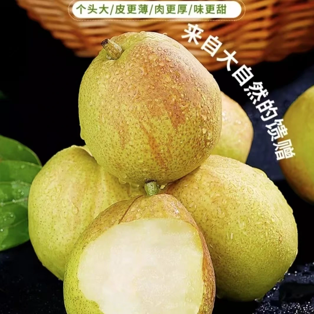 库尔勒新鲜梨香梨新鲜水果食用好吃口感纯甜酥脆多汁包邮成熟发货