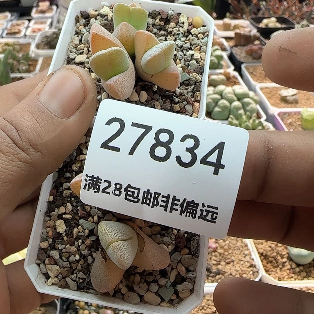 野*28包邮脱土发货27834