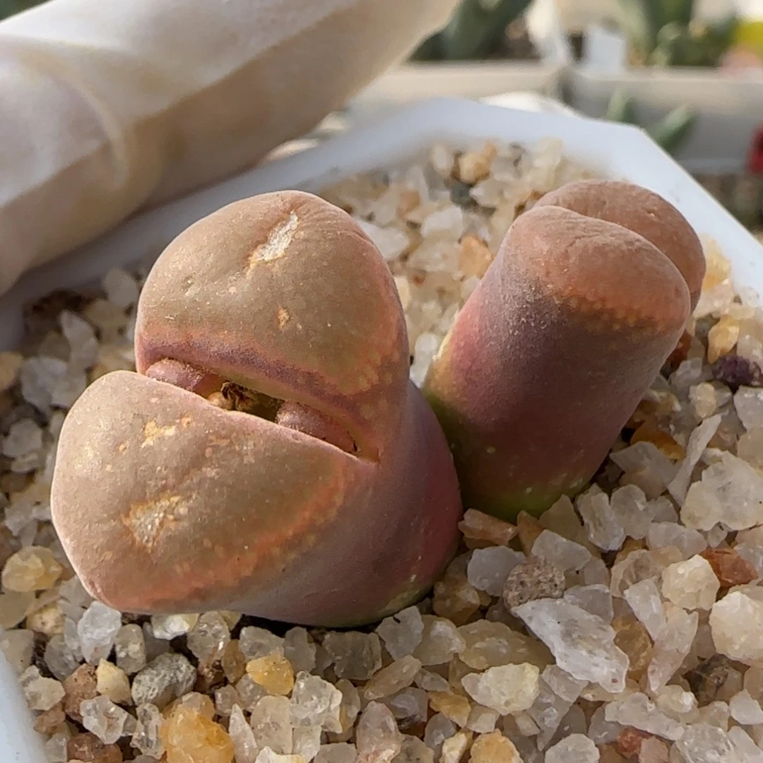 12-1-10-2当天满38包邮2cm风铃脱土