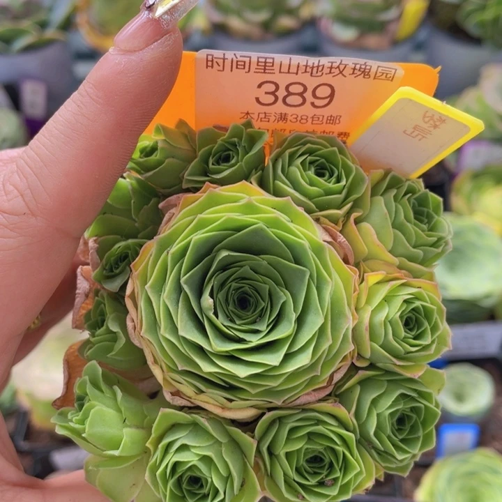 梦屿玫瑰一物一拍389