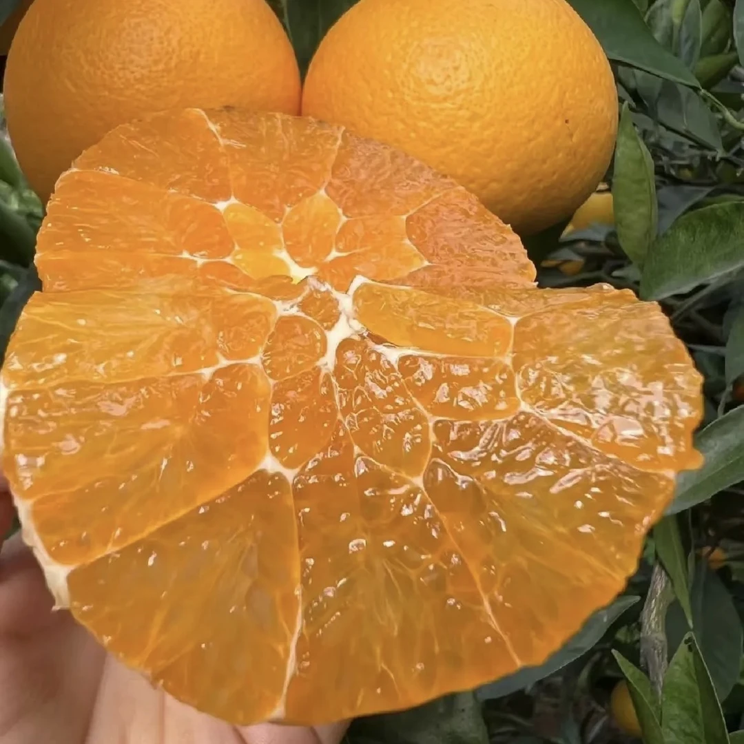 四川爱媛果冻橙68号黄美人农家种植当季新鲜水果现摘现发顺丰包邮