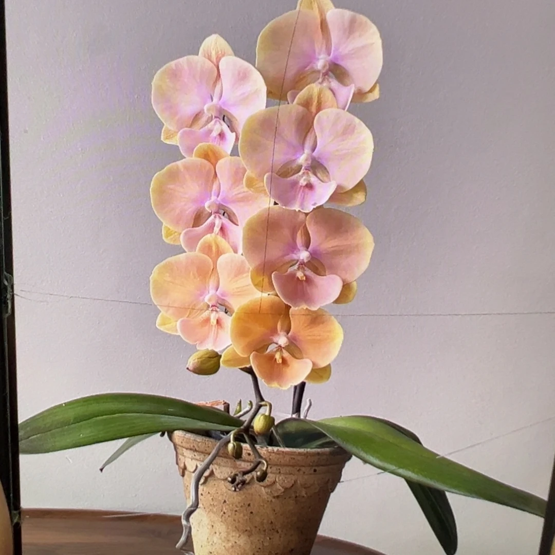 当前无花栽培后可以开花黄袍新苗凑单发货一颗不发货