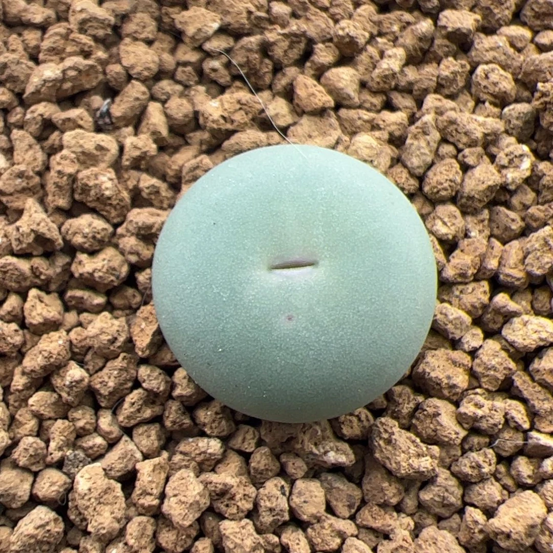 0258号sh434v嘴 多肉植物