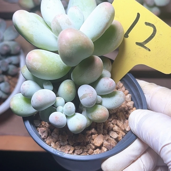 米可奶12号码牌子的