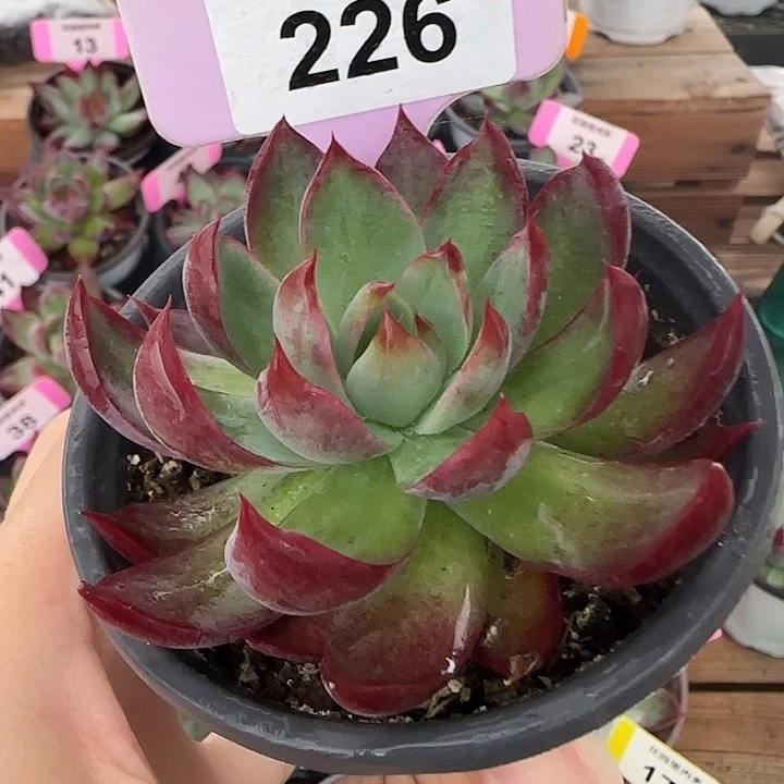 226 惊鸿仙子多肉植物