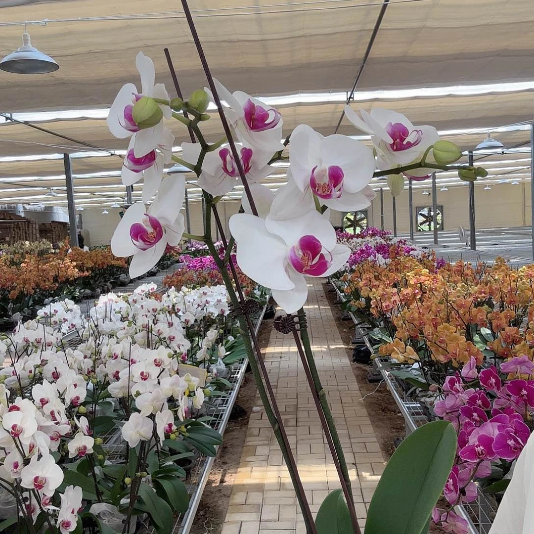 大部分开放少量花苞红眸双剑