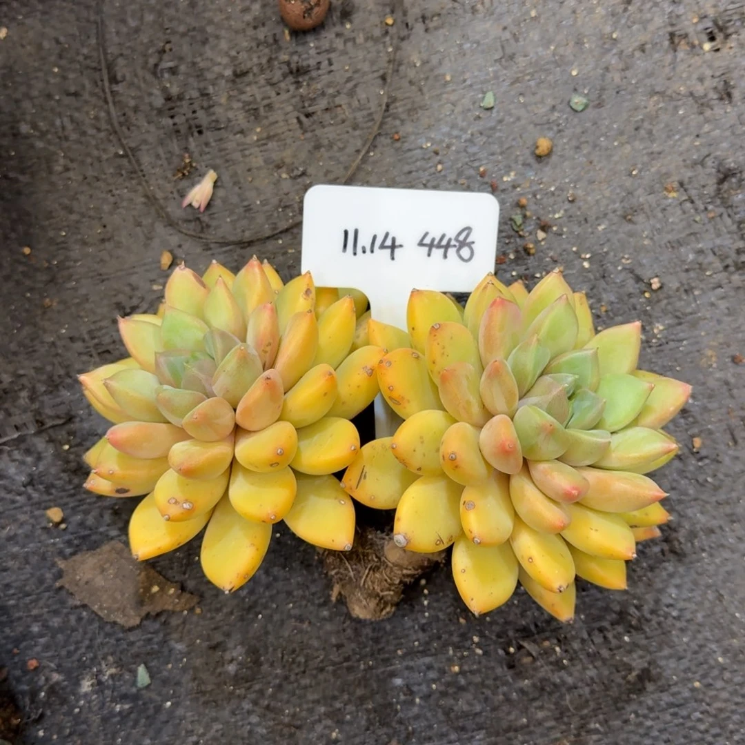 一物一拍双头红象牙448