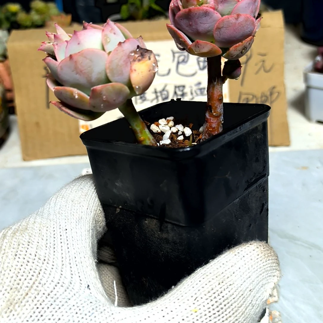 满9元包邮，克罗地亚玫瑰俩颗