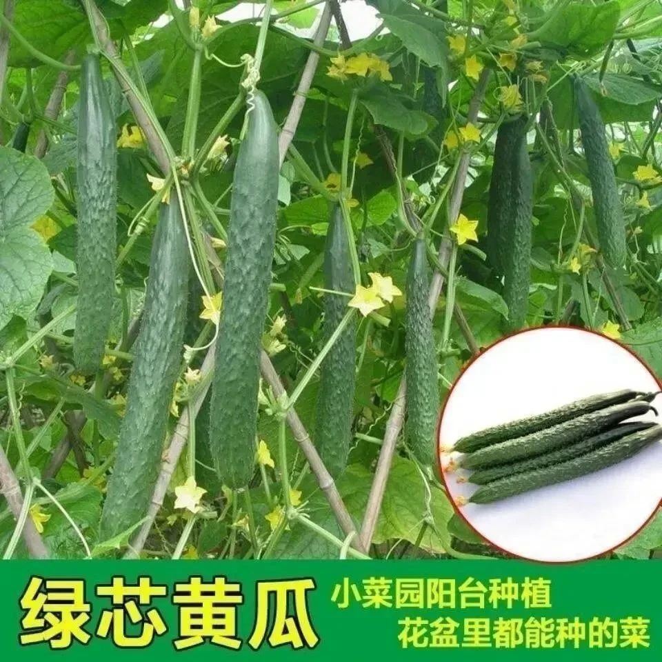 绿刺黄瓜种子绿皮绿瓤甜脆嫩绿黄瓜节节有瓜家庭庭院蔬菜种子结果