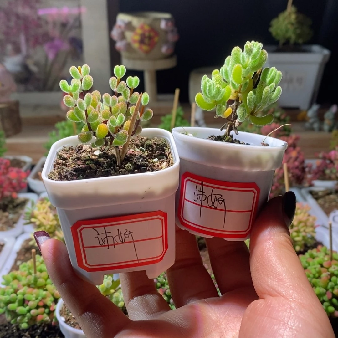 福利款带盆土发货一物一拍