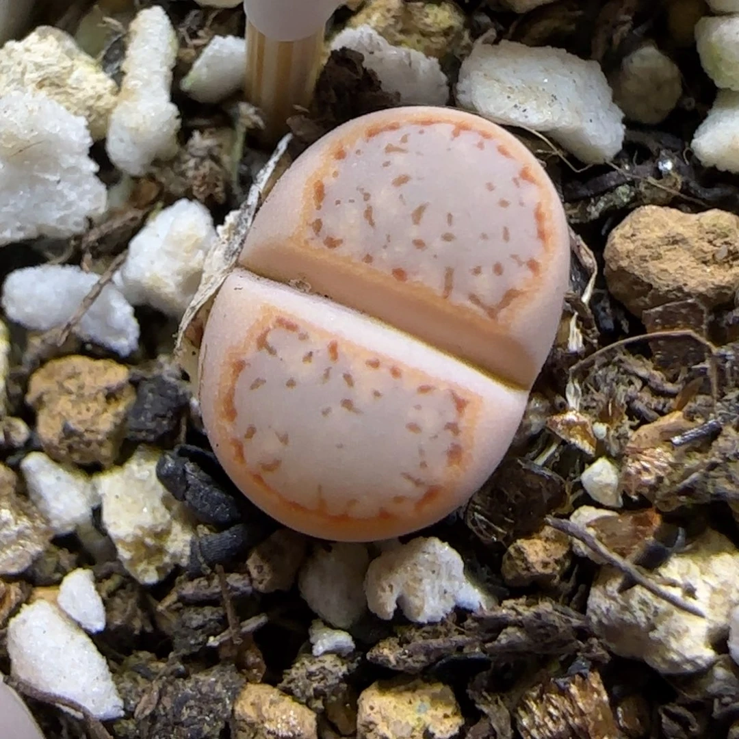 12.11.c216饼干.9073尺寸1cm